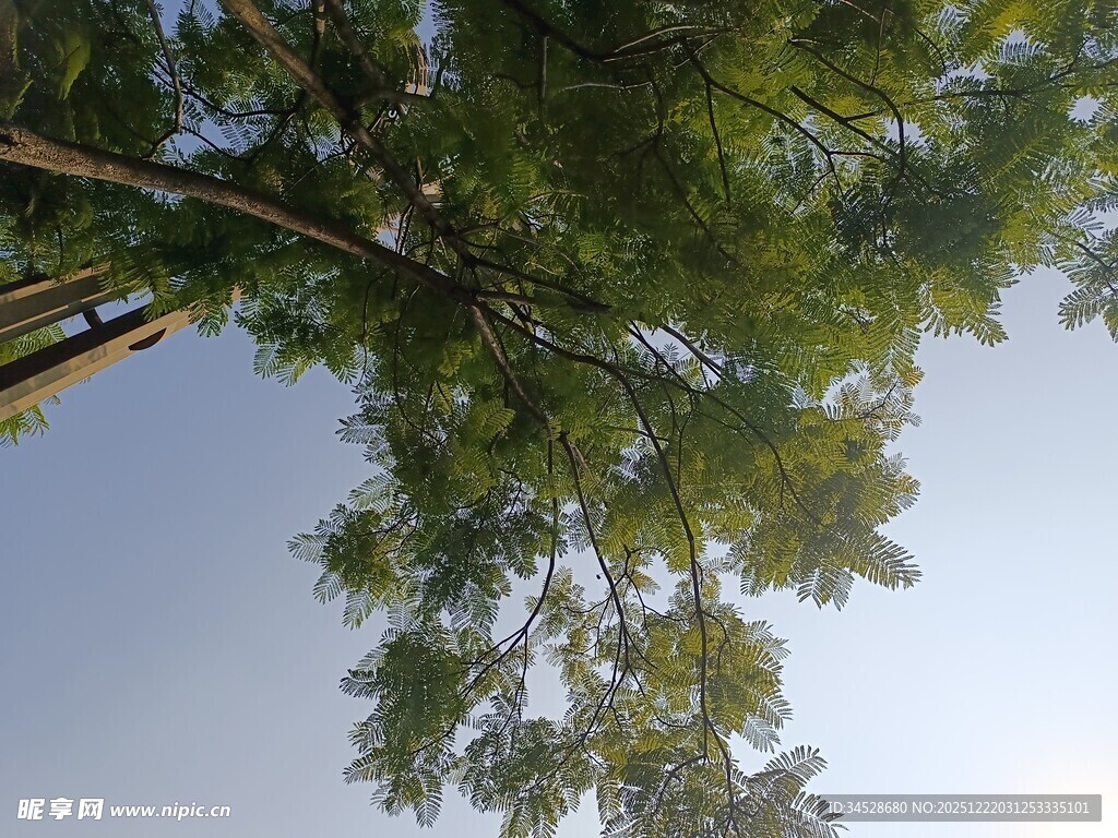 仰视繁茂绿树蓝天景象