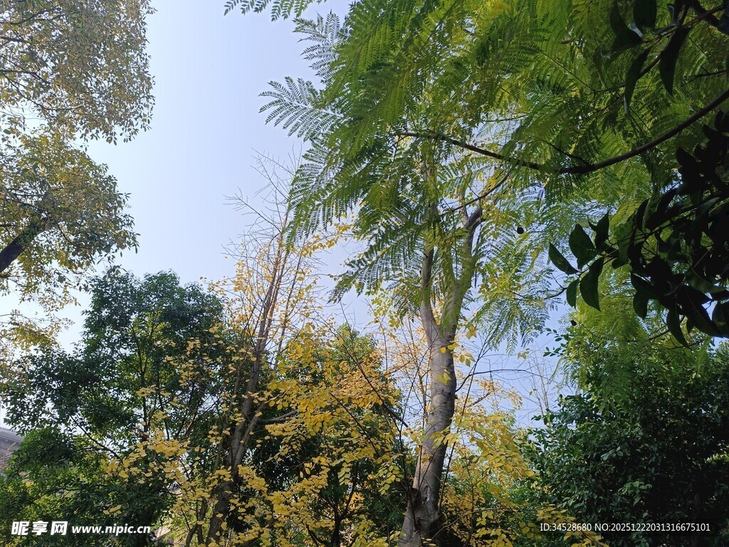 繁茂树林中的自然景致