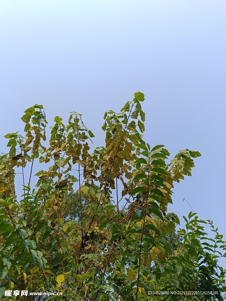 蓝天映衬下的繁茂绿树