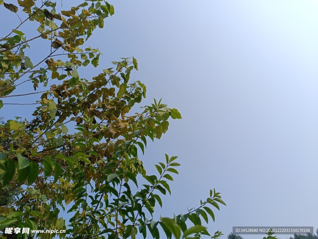 蓝天映衬下的茂盛枝叶