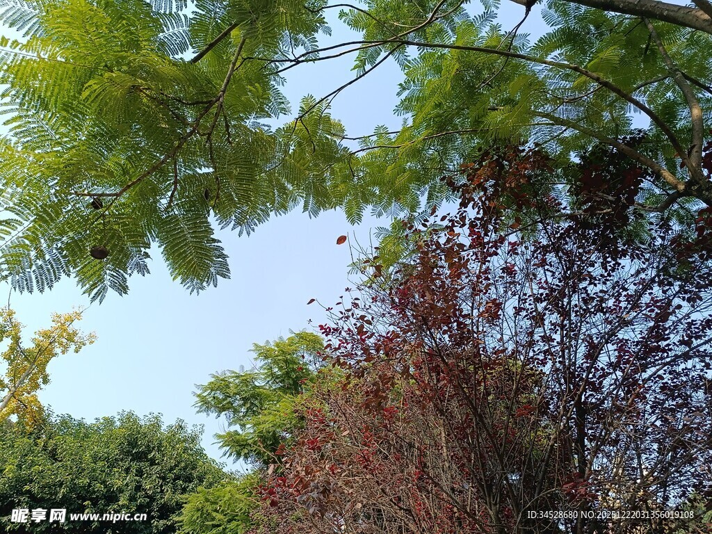 绿树红树相映成趣