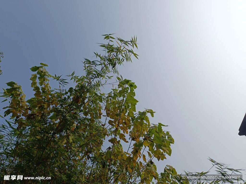 阳光下的葱郁树枝