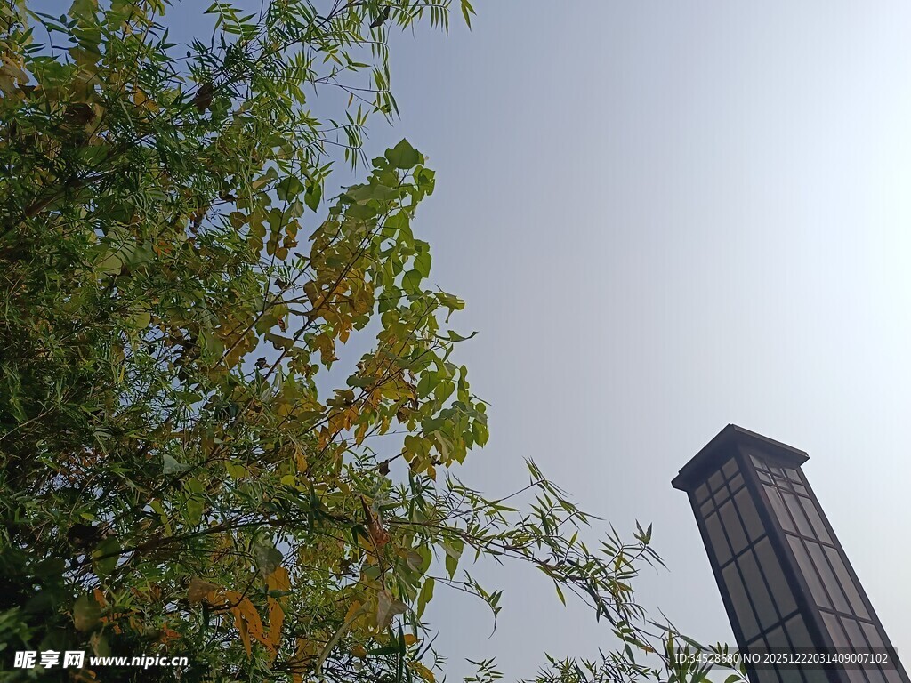 绿树旁的高耸建筑