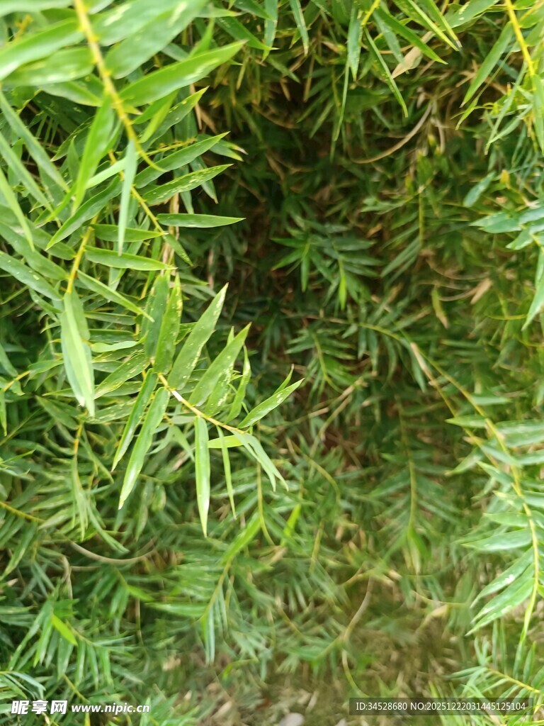 茂密绿植特写