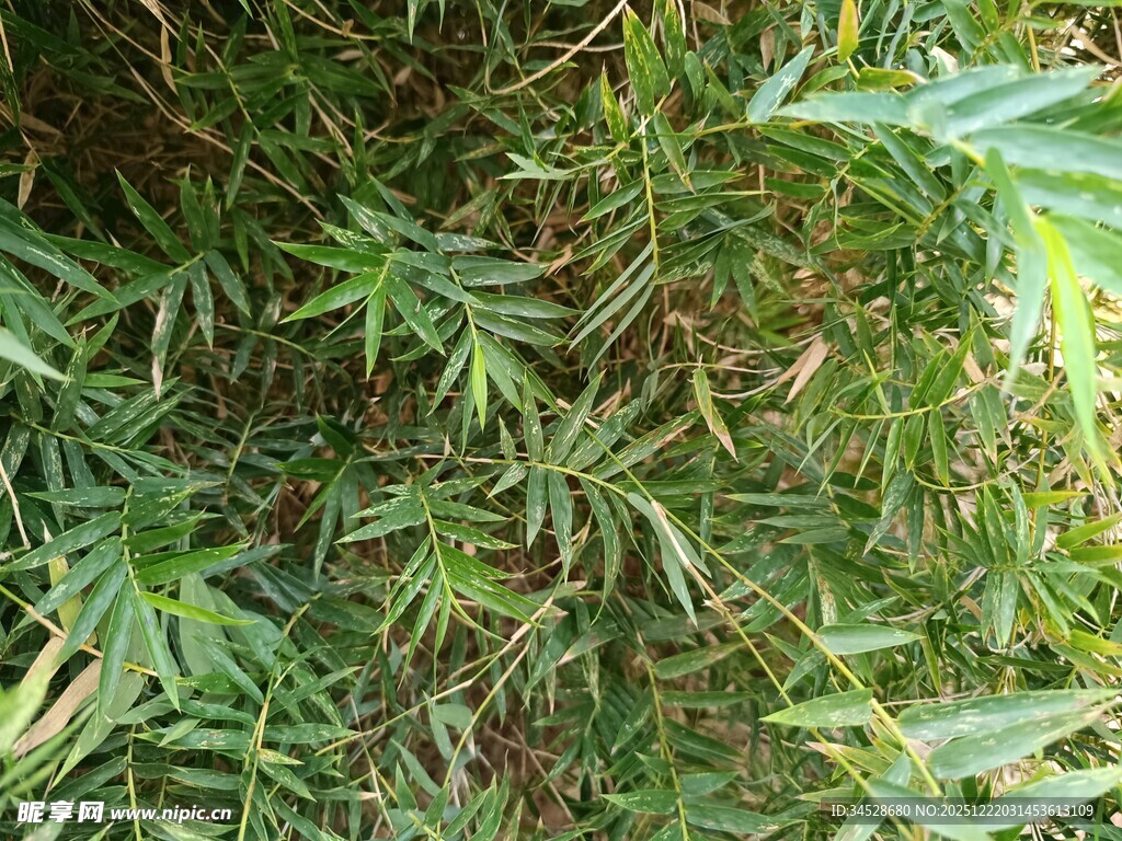 茂密翠绿的植物叶片