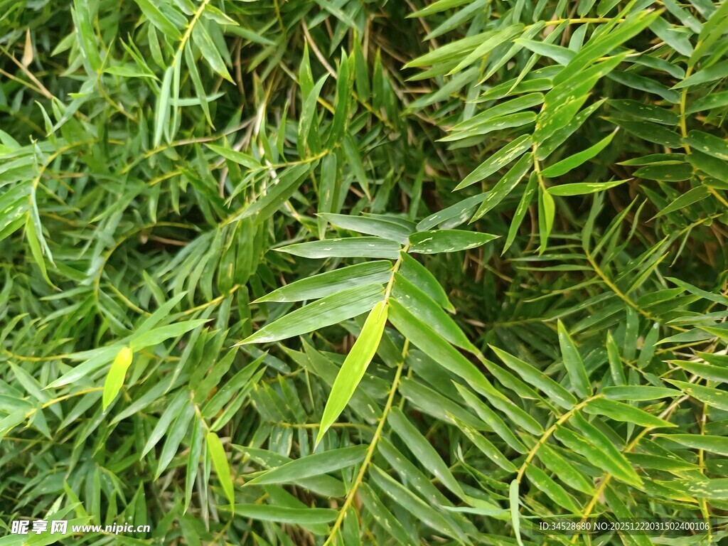翠绿繁茂的羽状叶片植物