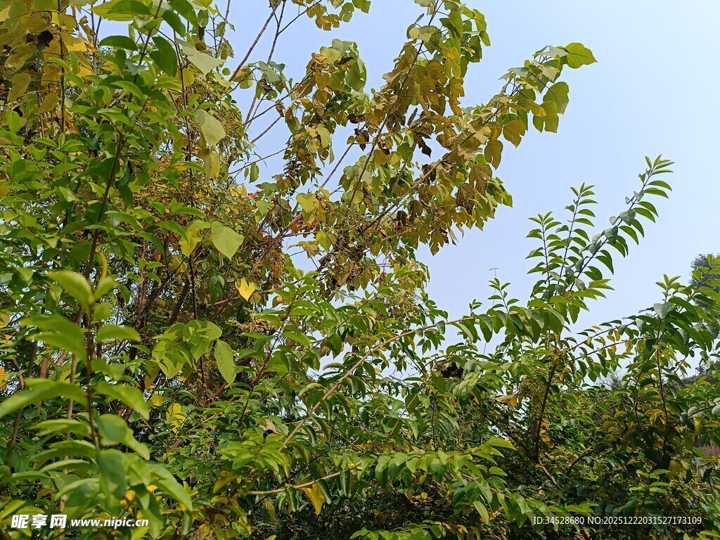 秋日繁茂绿树景观