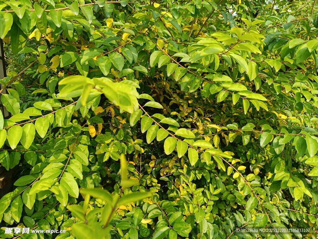 翠绿繁茂的羽状复叶植物