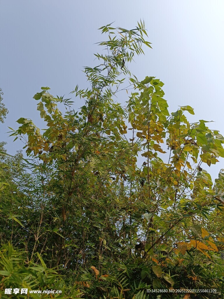 蓝天映衬下的繁茂绿植