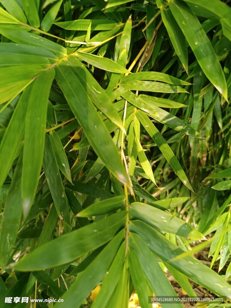 翠绿繁茂的热带植物叶片