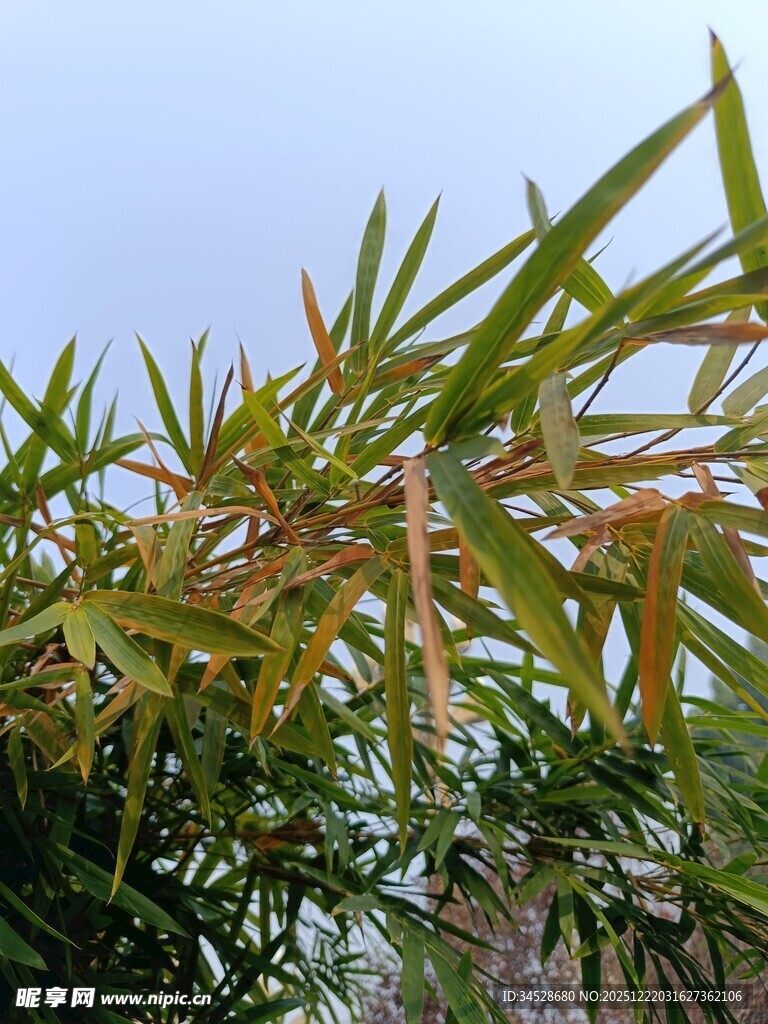 阳光下的翠绿竹叶