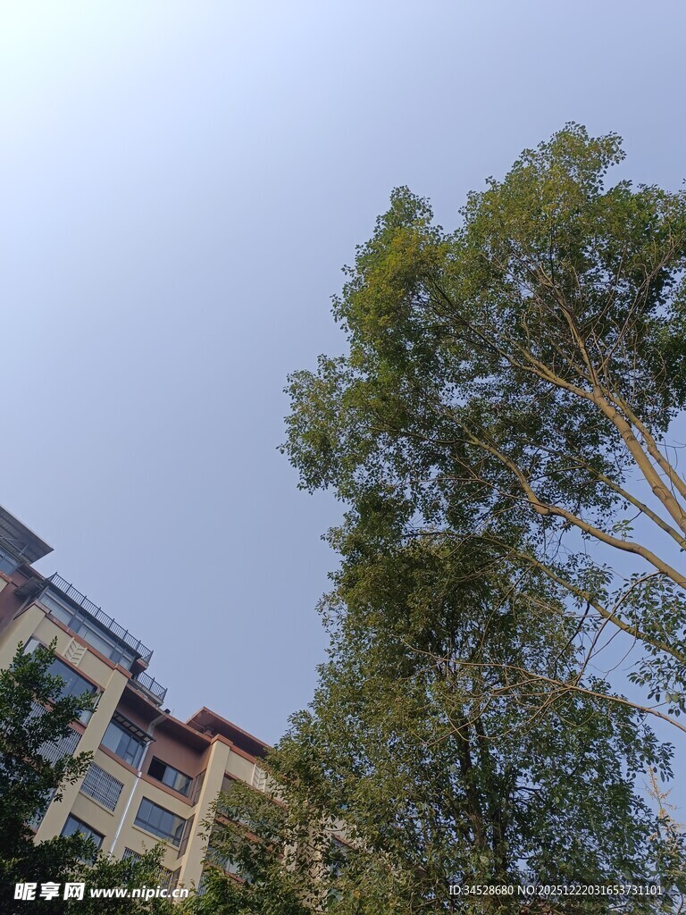 高楼旁的葱郁树木