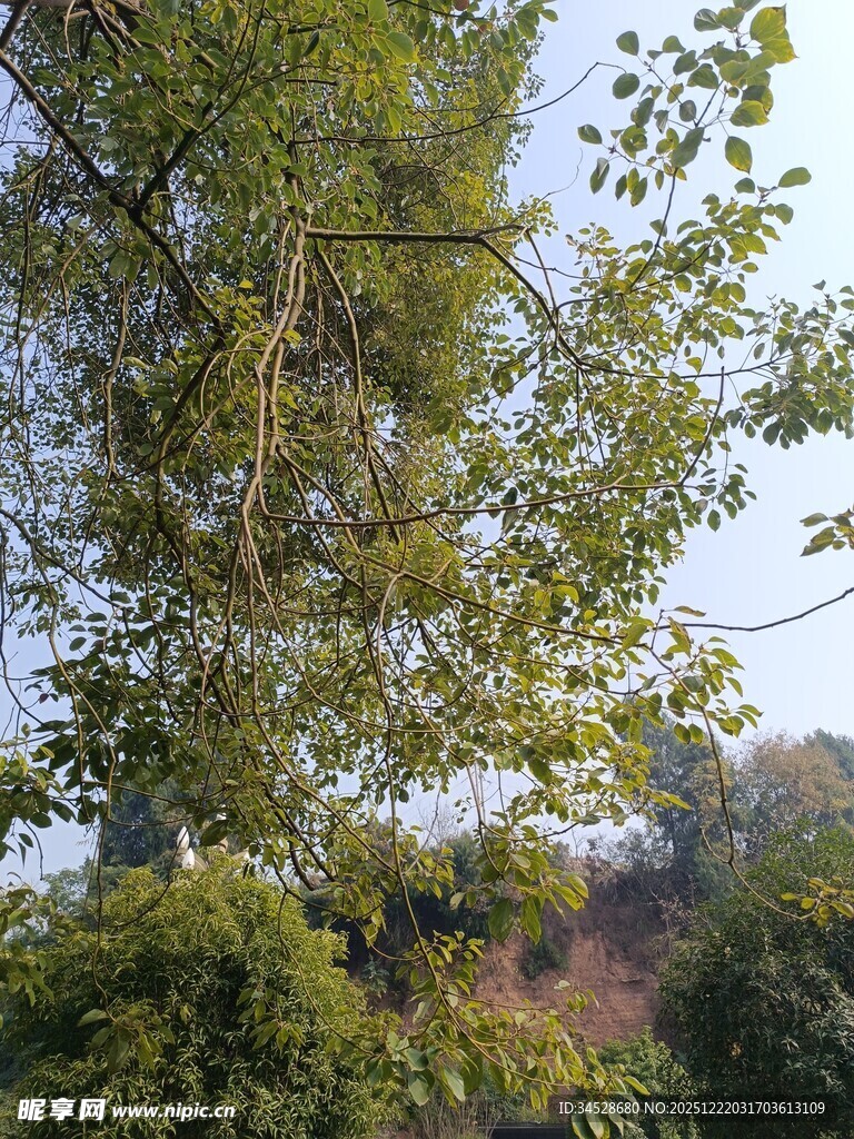 繁茂绿树蓝天背景景象