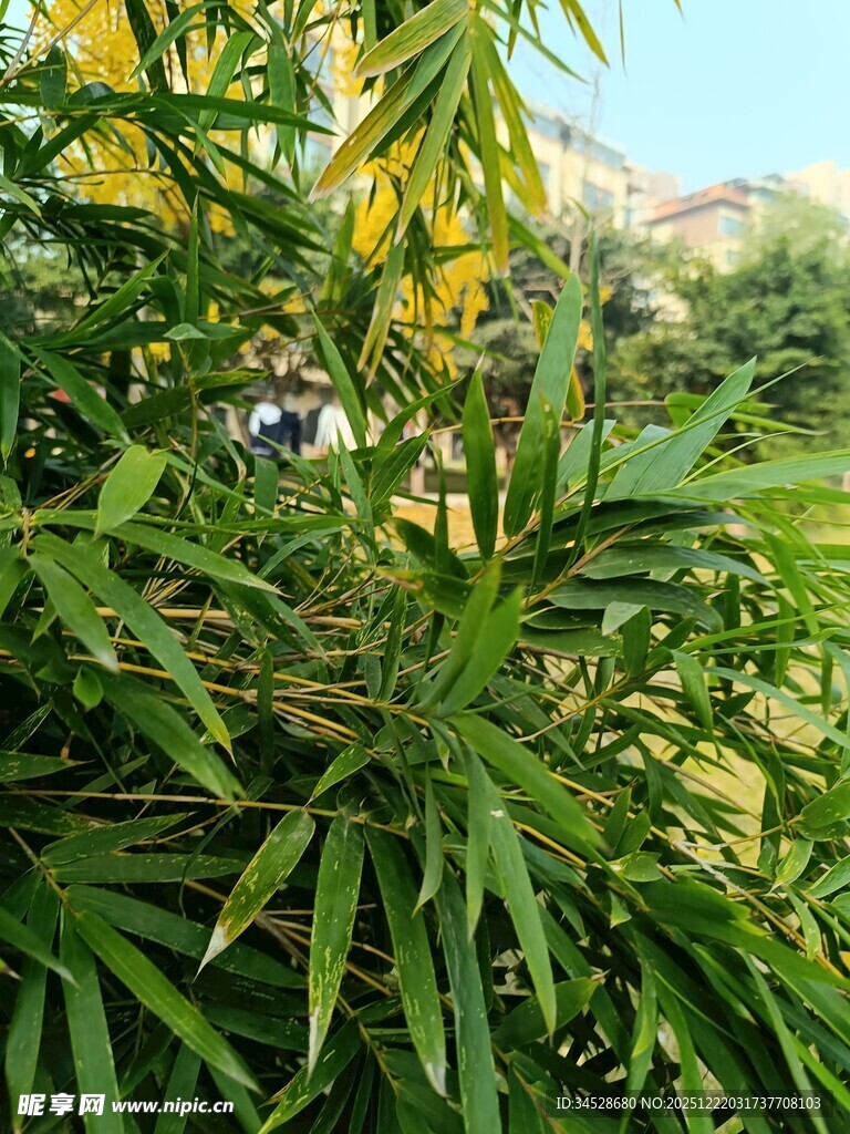 翠绿竹叶生机盎然