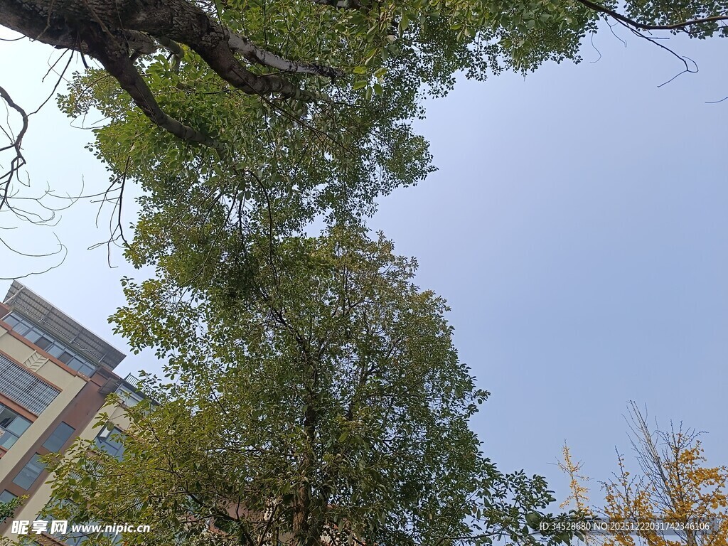 仰视绿树与楼宇的景致