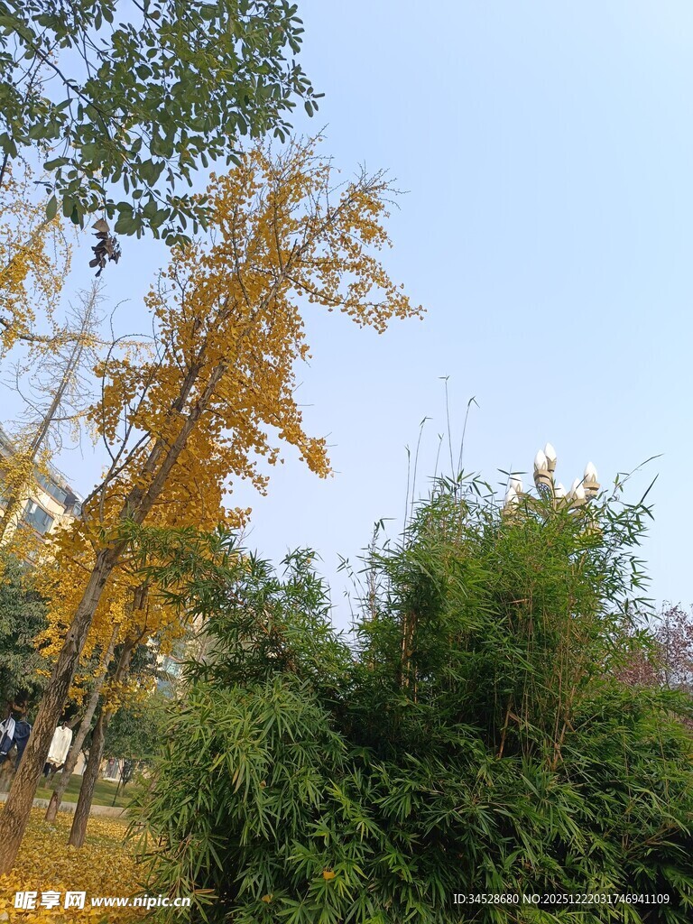 秋日银杏与葱郁绿植