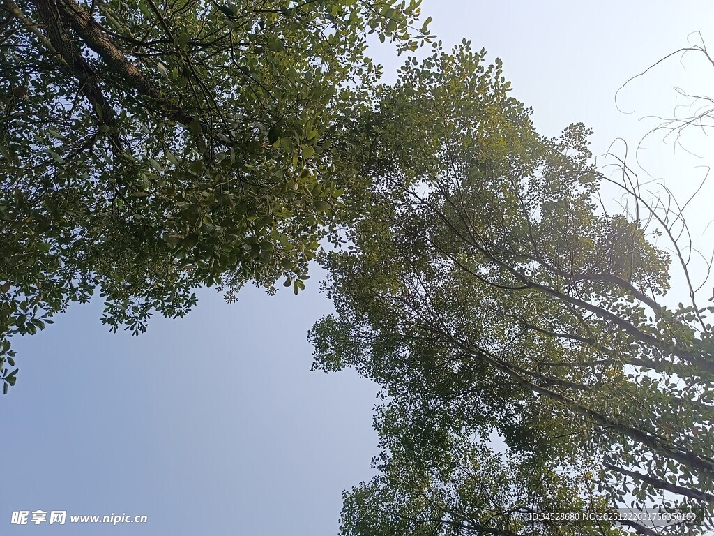 仰视葱郁树冠蓝天景象