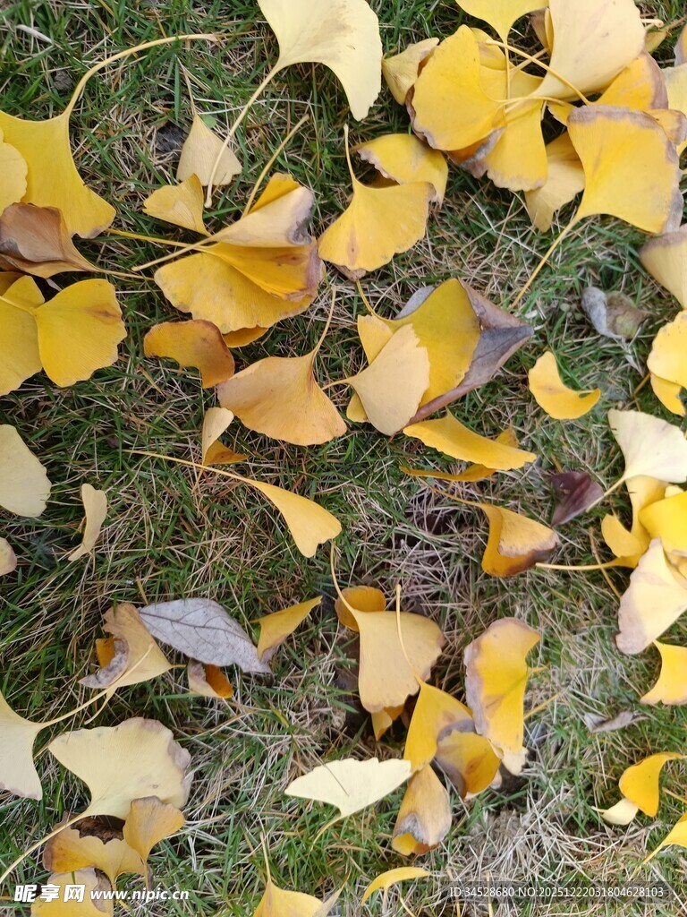 银杏落叶铺就秋日美景