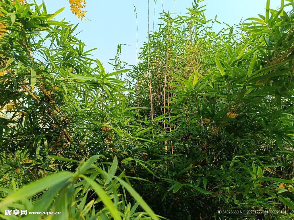 翠绿繁茂的竹林景观