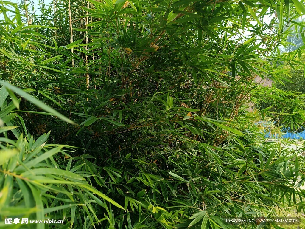 翠绿竹林中的自然景致