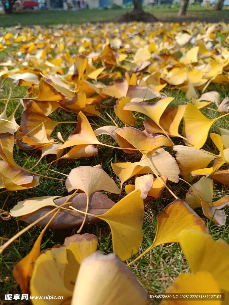 金黄银杏叶铺满草地