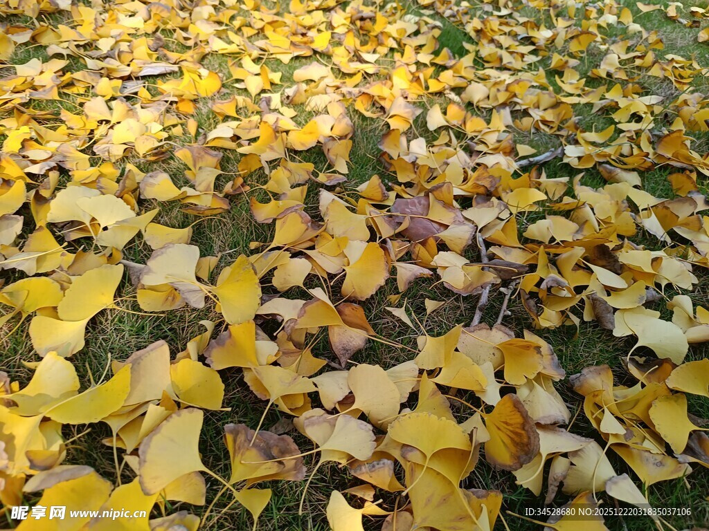 金黄银杏叶铺满地面美景