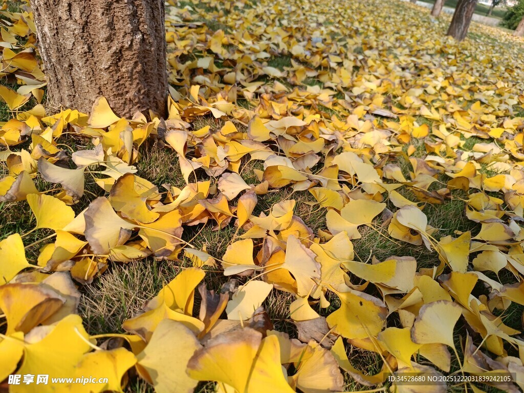 银杏树下金黄落叶美景