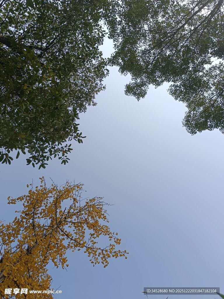 秋日树梢与蓝天美景