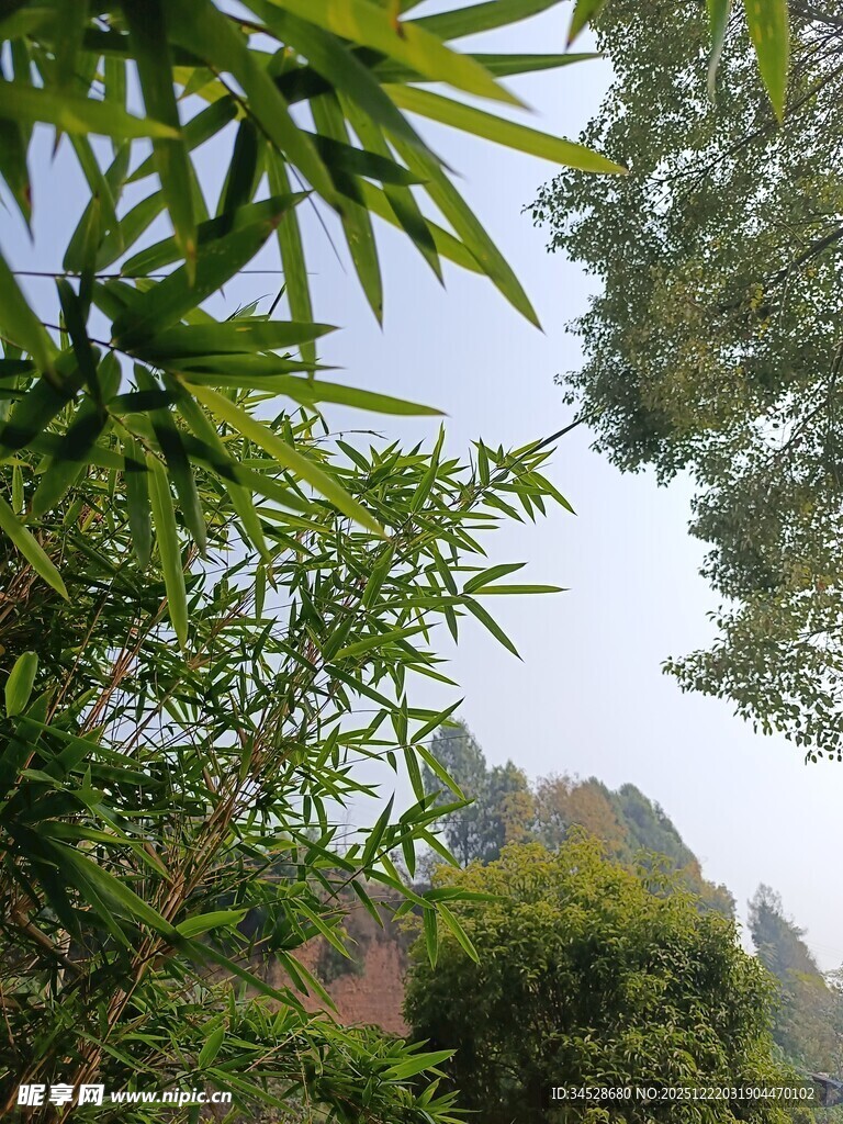 竹林间的远山景致