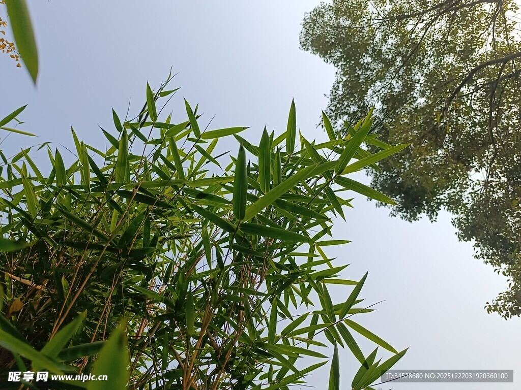 翠绿竹林仰视图