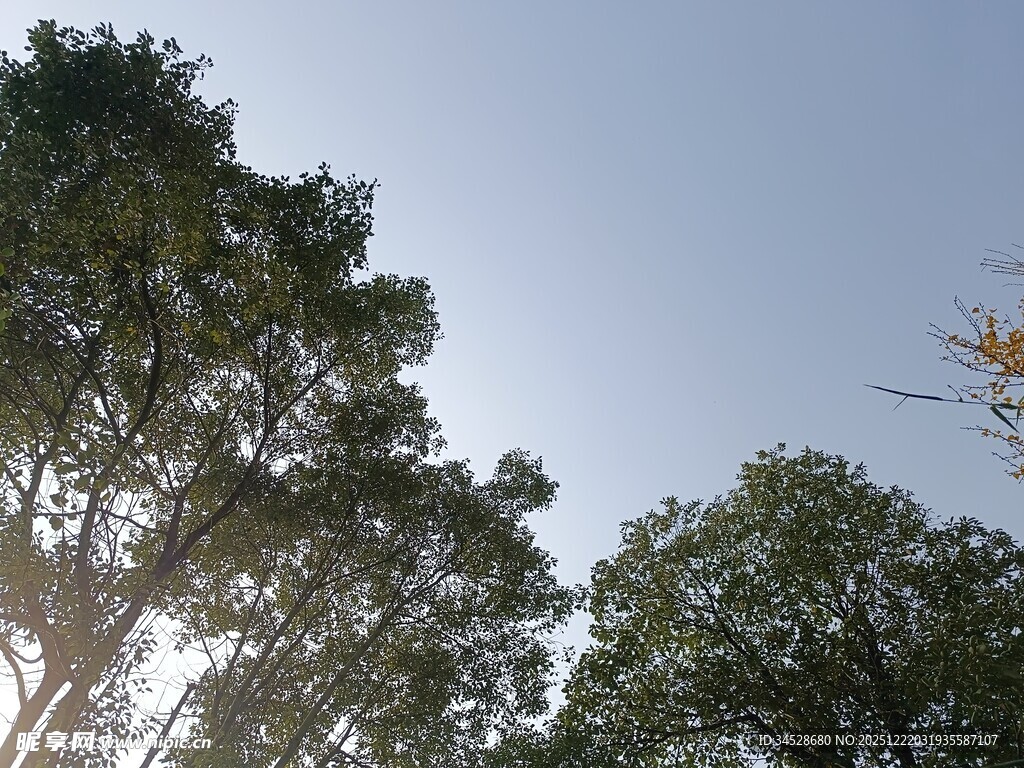 阳光透过树梢的清新景象