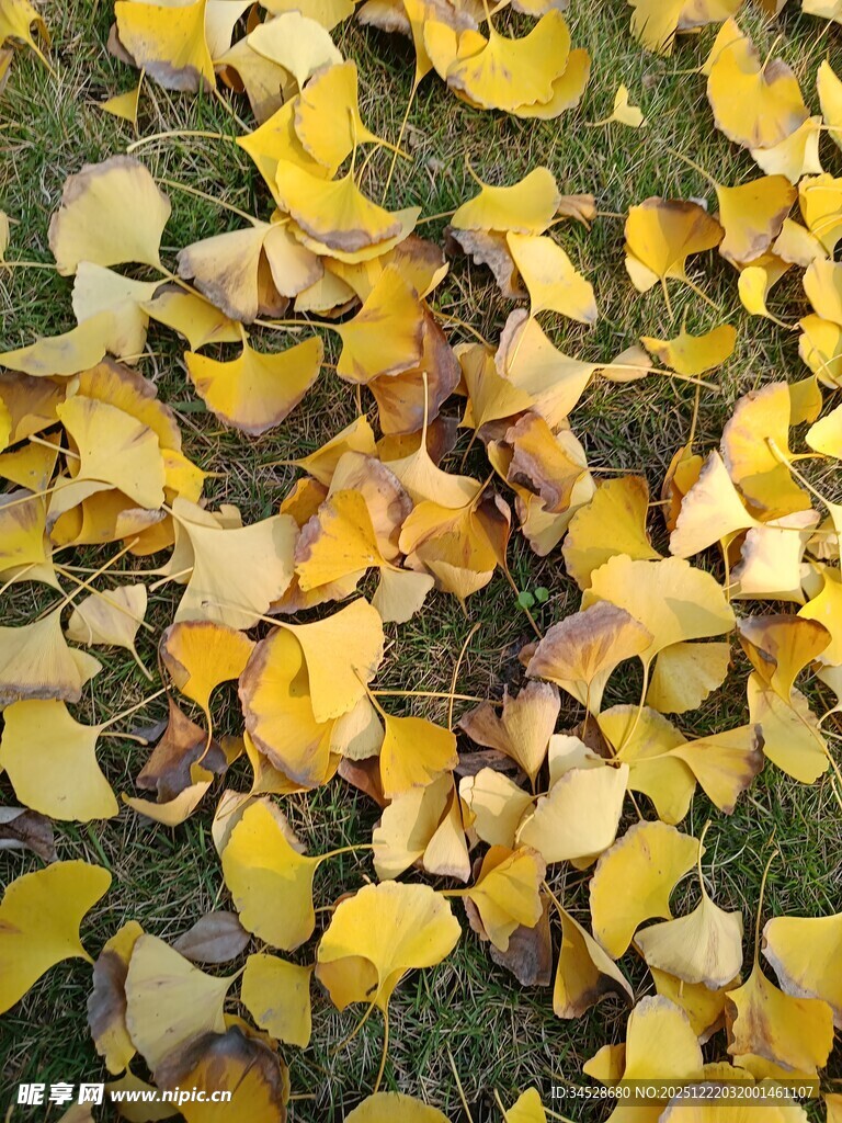 银杏落叶铺就秋日美景