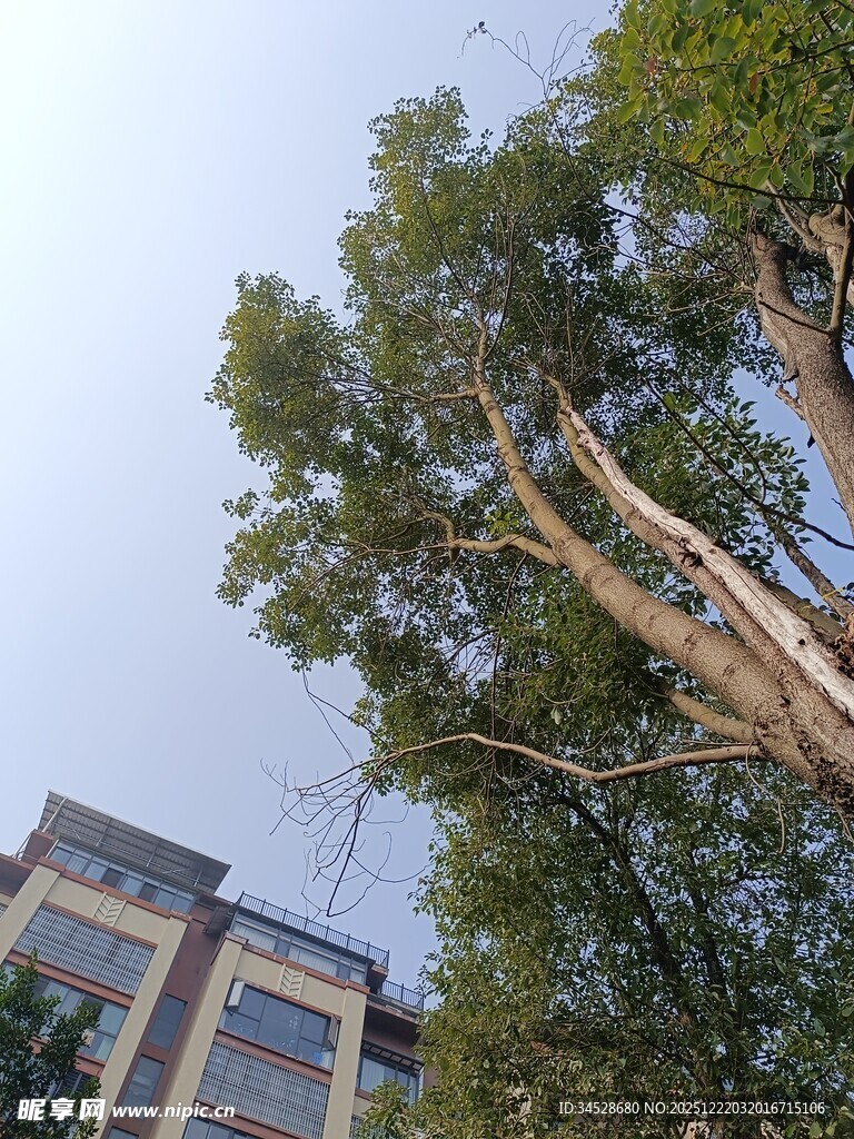 高楼旁挺拔的葱郁树木