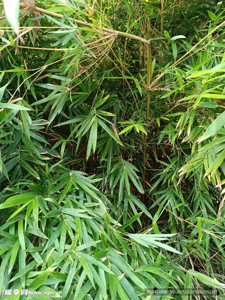 翠绿繁茂的竹林景象