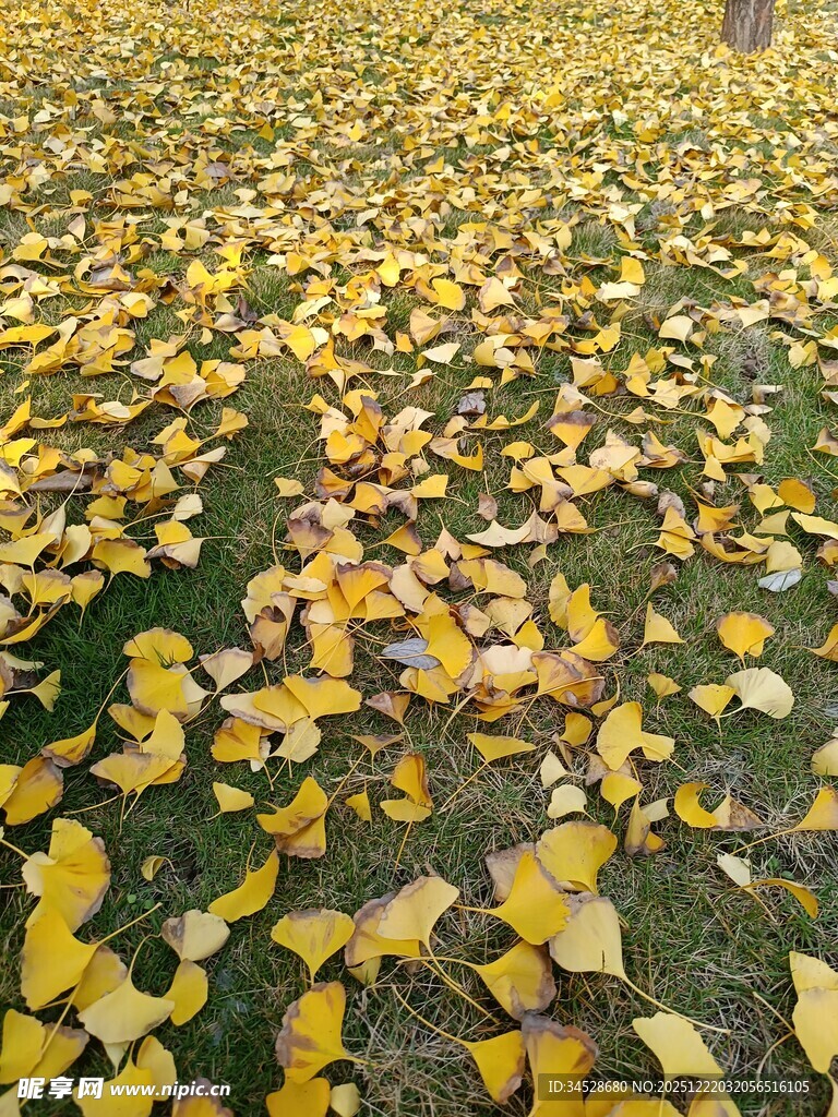 金黄银杏叶铺满翠绿草地