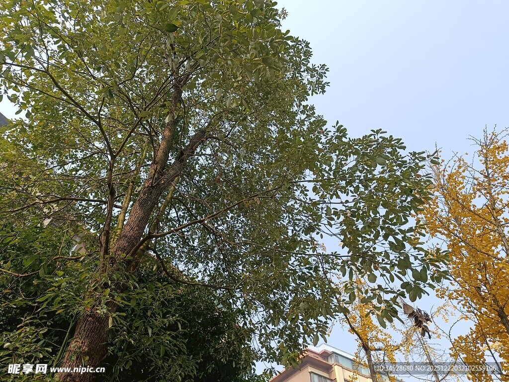 秋日葱郁树木景观