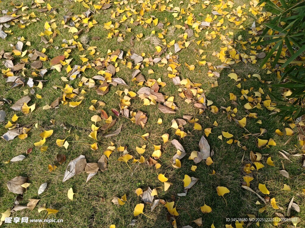 秋日草地落叶美景