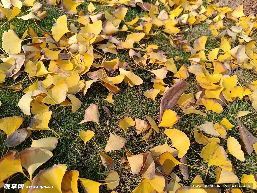 金黄落叶铺就秋日美景