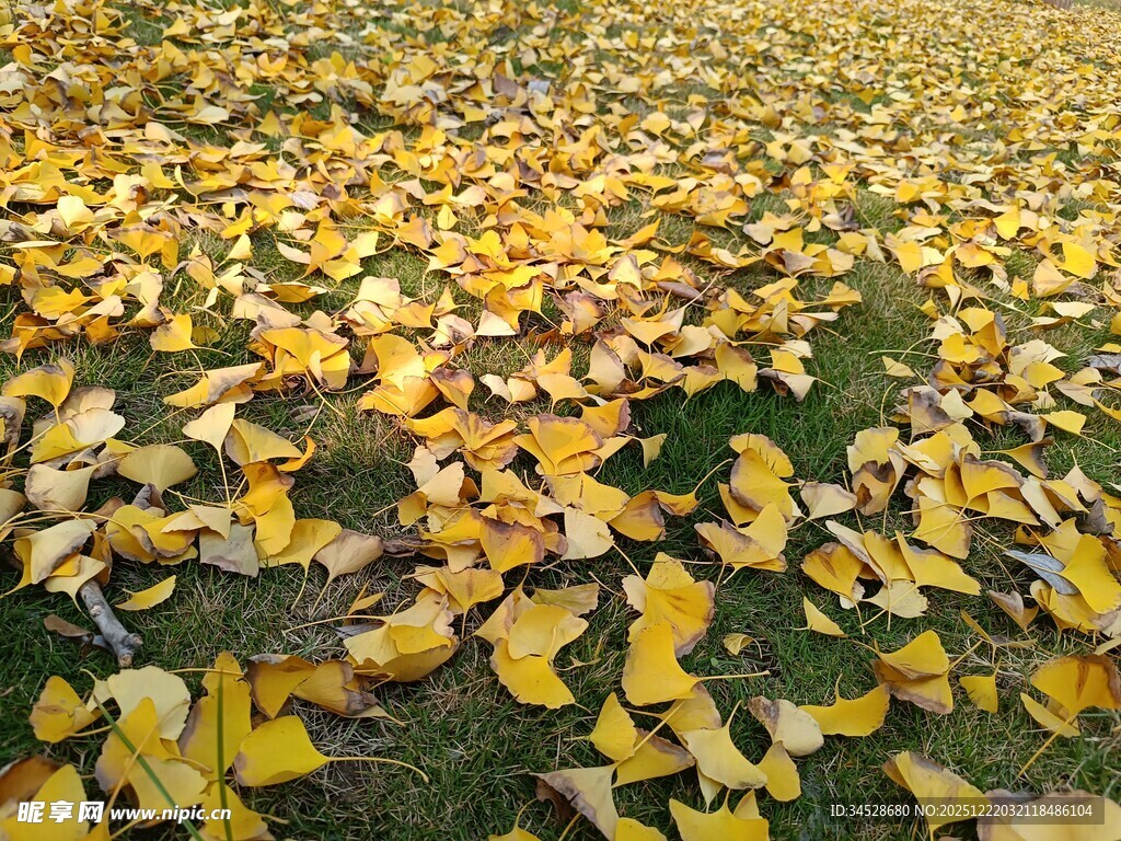 金黄银杏叶铺满翠绿草地