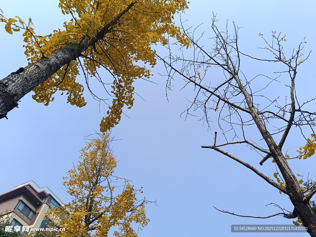 仰望金黄银杏与蓝天
