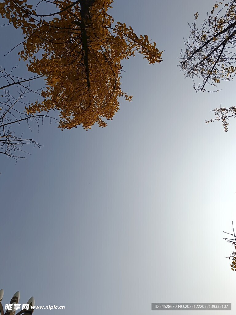 仰望金黄银杏与晴朗天空