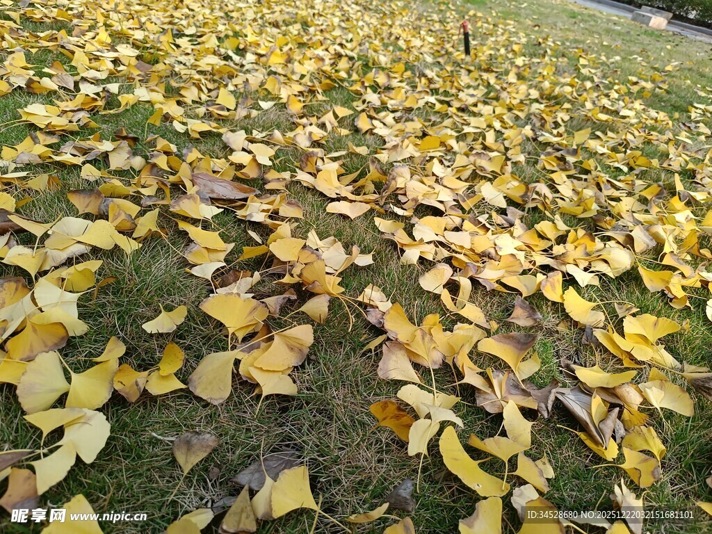 金黄银杏叶铺满草地