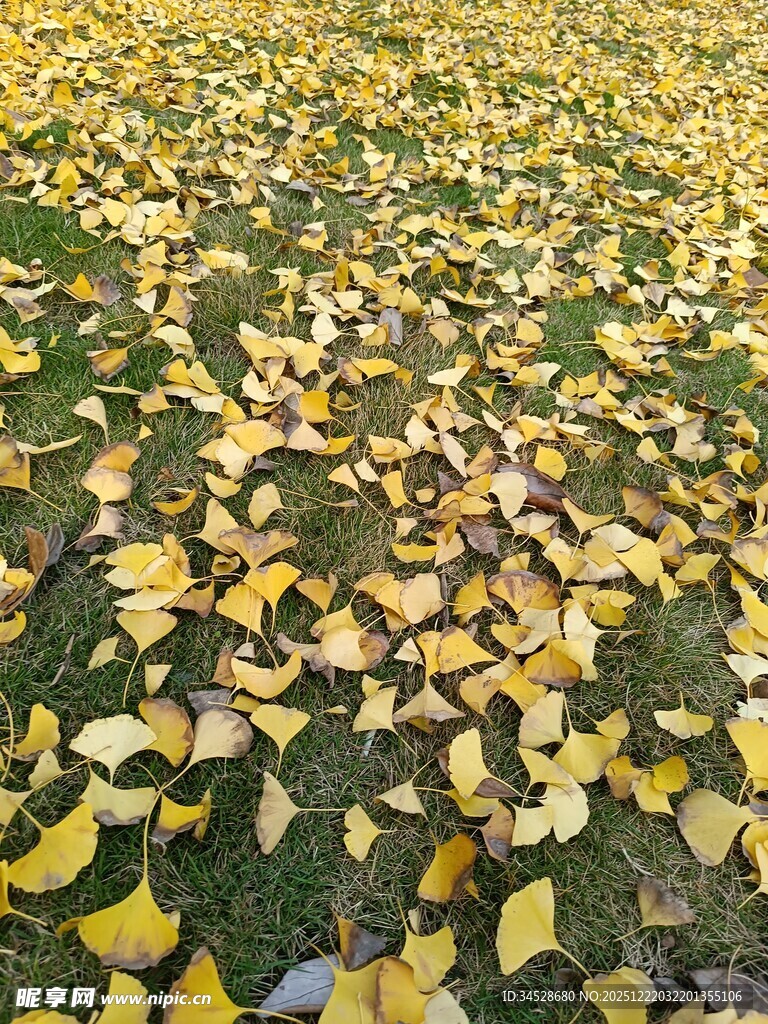 金黄银杏叶铺就秋日美景