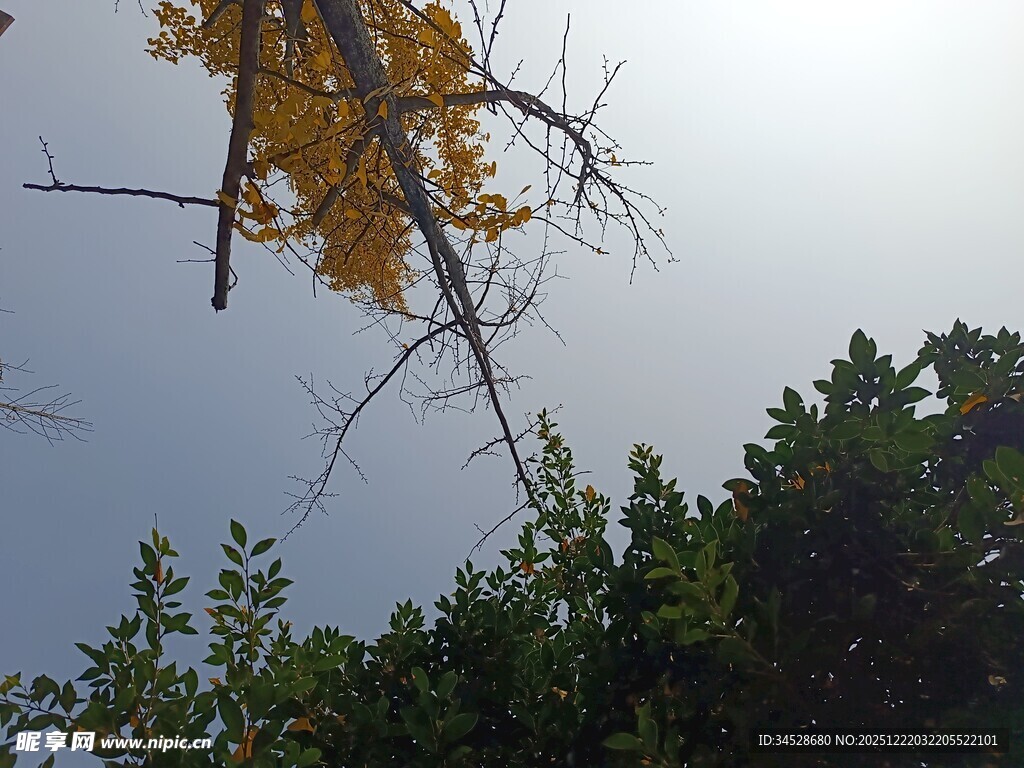 秋日树梢与蓝天绿植