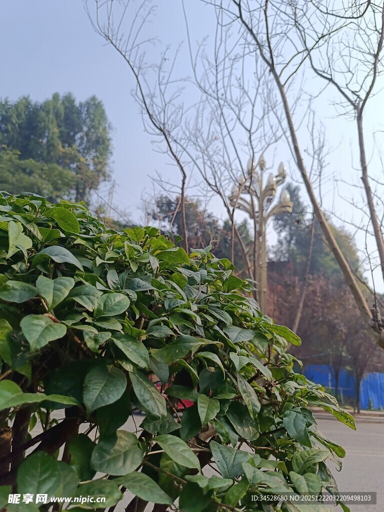 绿叶繁茂的户外景致