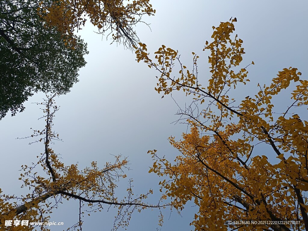 仰望金黄银杏与蓝天