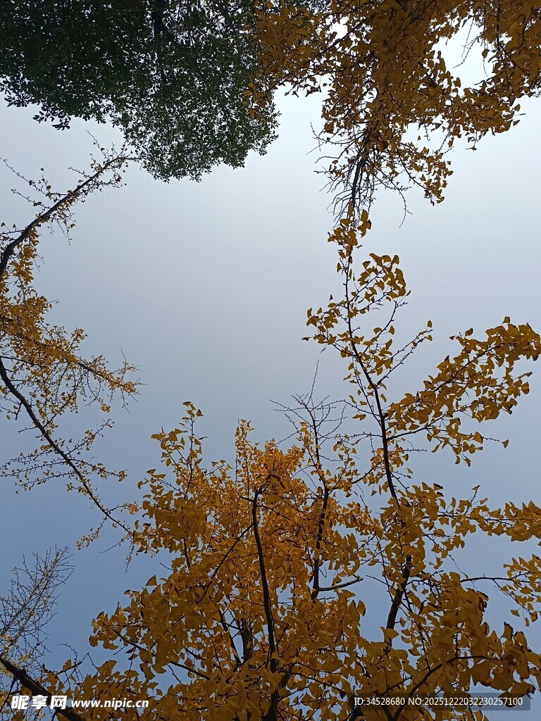 仰望秋日金黄树冠