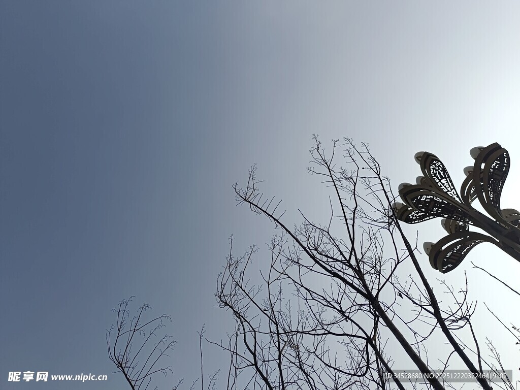 冬日树枝与蓝天的景象