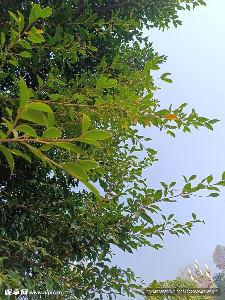 绿叶繁茂的树枝