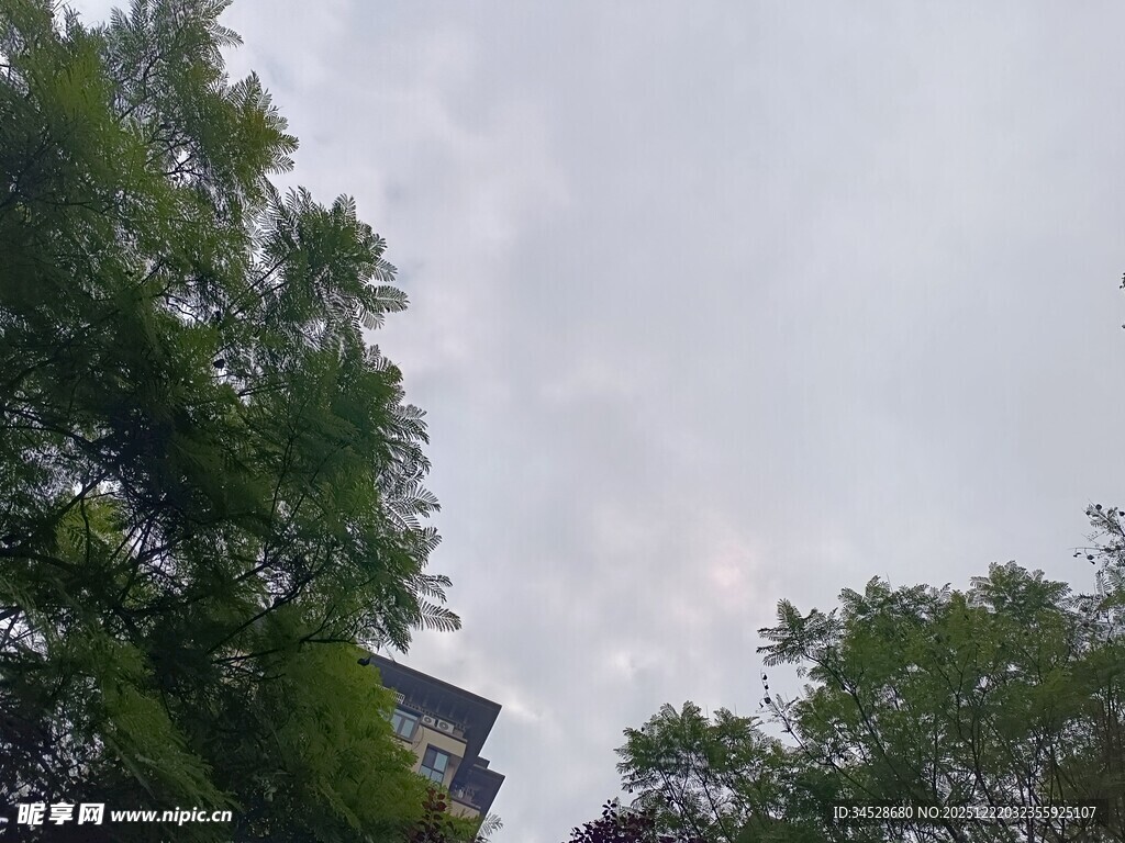 绿树掩映下的天空景象